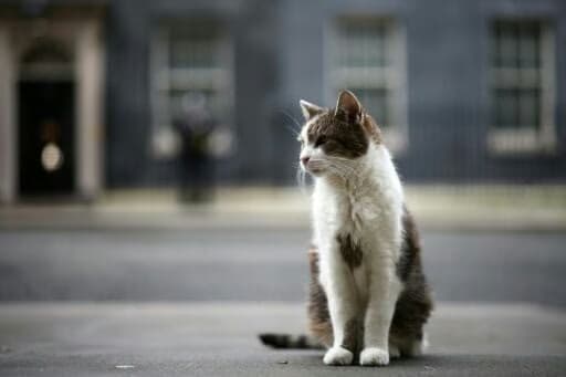 Paw patrol: Larry the cat marks 15 years at 10 Downing Street